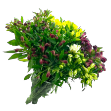 Alstroemeria